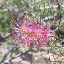 petrophiloides subsp. petrophiloides